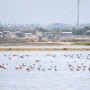 Arribo de juveniles del flamingo chileno en ECUASAL