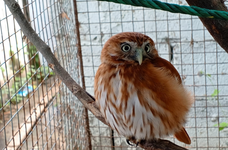 Salidas de campo al Zoológico Rapaz Lana y Ecuasal