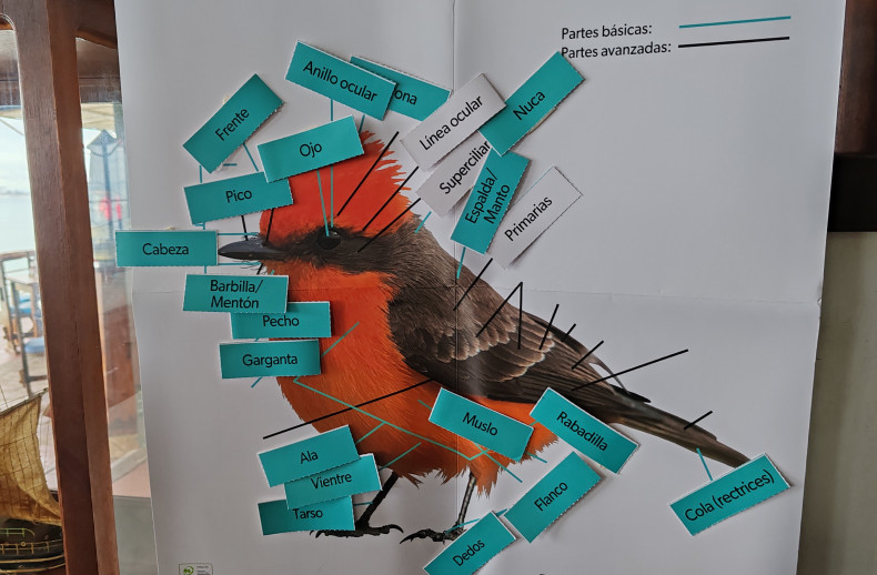 Actividad sobre reconocimiento de las partes de aves y juegos en equipo