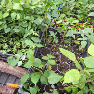 plantas nativas