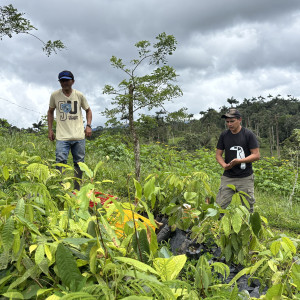 Reforestación